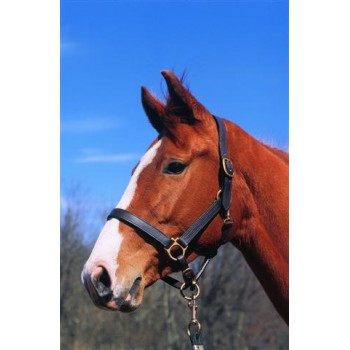 Imperial Leather Track Halter 1