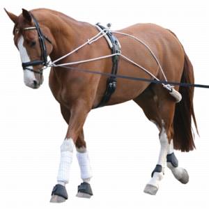 Can-Pro Lunging System
