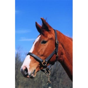 Imperial Leather Track Halter 3/4"