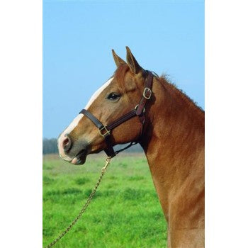 Imperial Leather Stable Halter