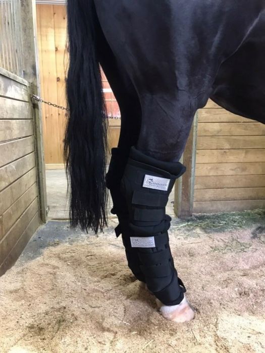 Canadian Horsewear Hock Therapy Boots